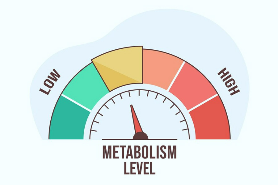 metabolism