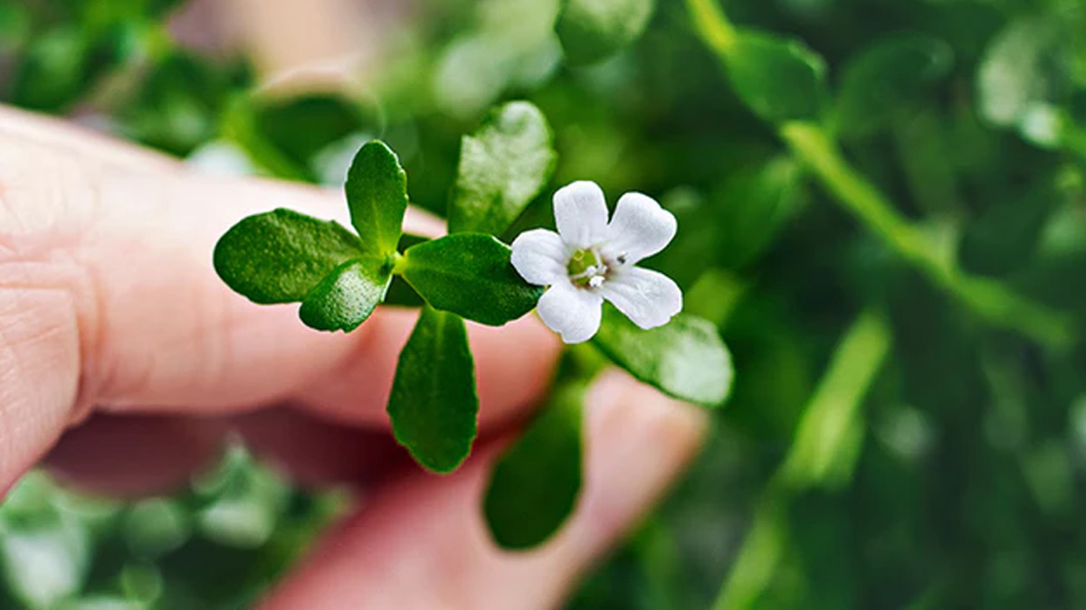 Expert Lists Ayurvedic Herbs That Can Help You Stay Happy