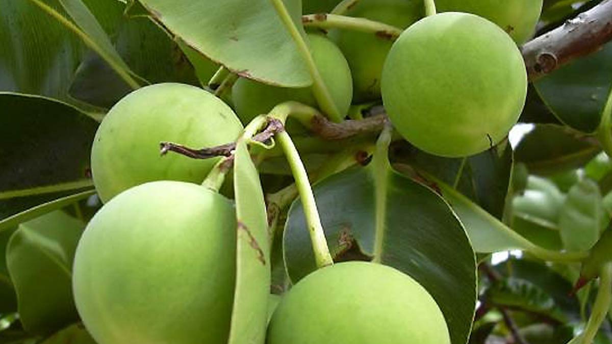 Skincare Benefits Of Tamanu Oil