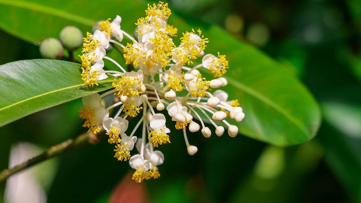 Skincare Benefits Of Tamanu Oil