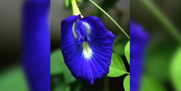 How to Use Aparajita Tea for Hair Growth and Volume