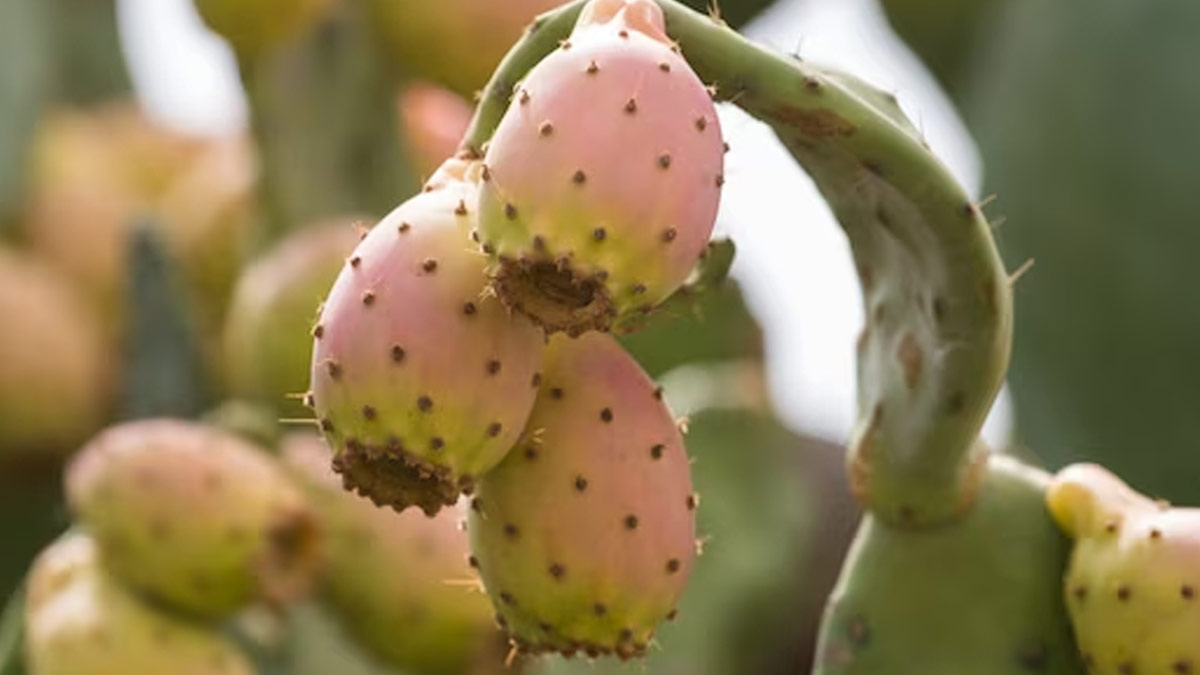 Skincare Benefits Of Prickly Pear Seed Oil
