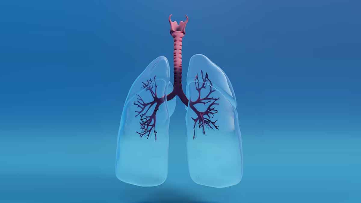 Lungs