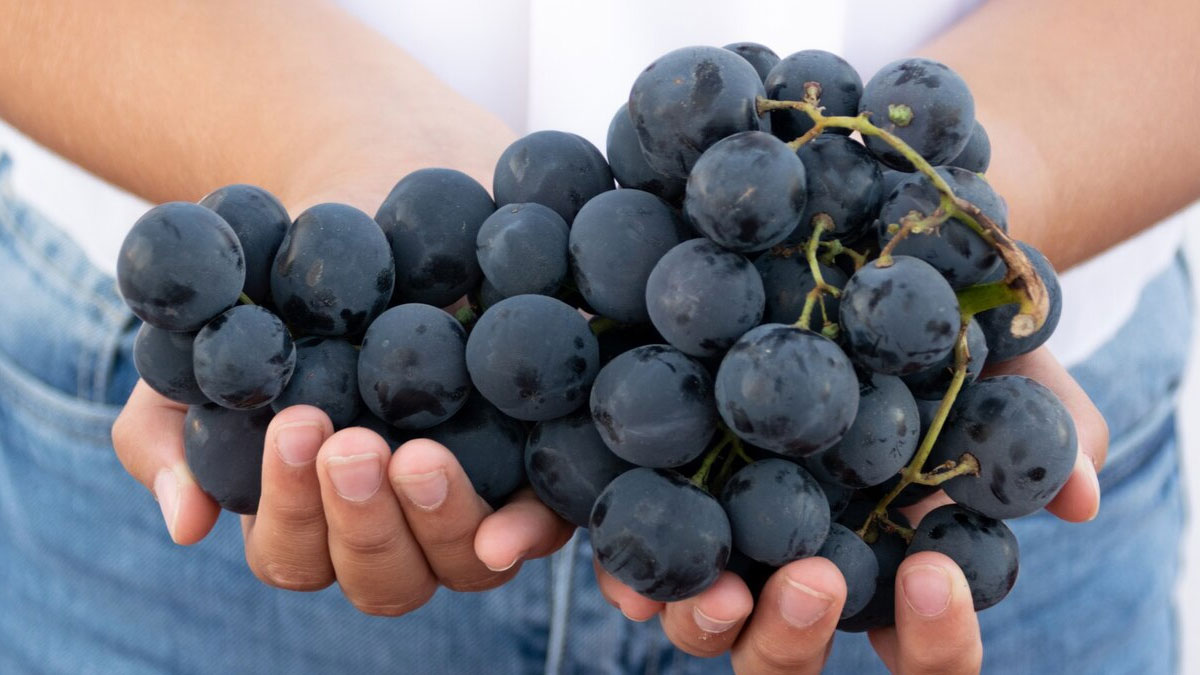 Black Grape Benefits To Reduce Cholesterol in hindi