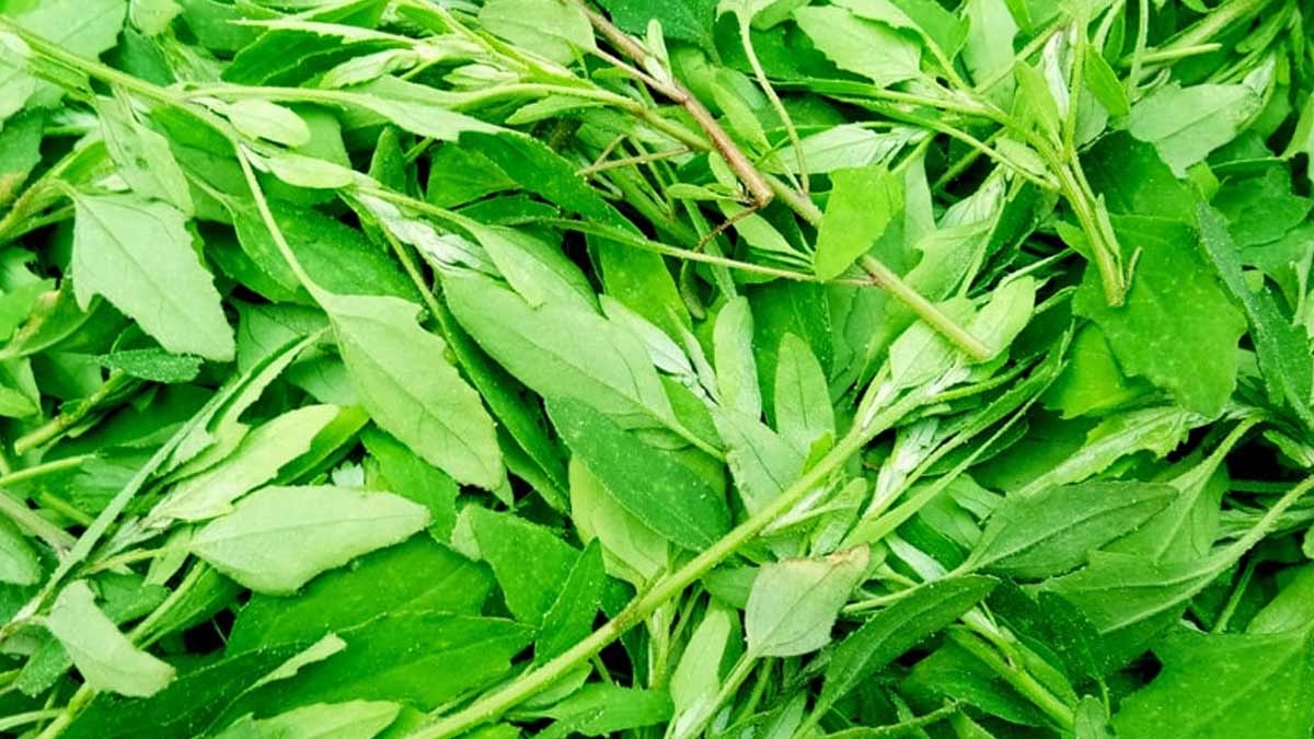 Expert Shares Reasons to Add Goosefoot Bathua in Your Winter Diet