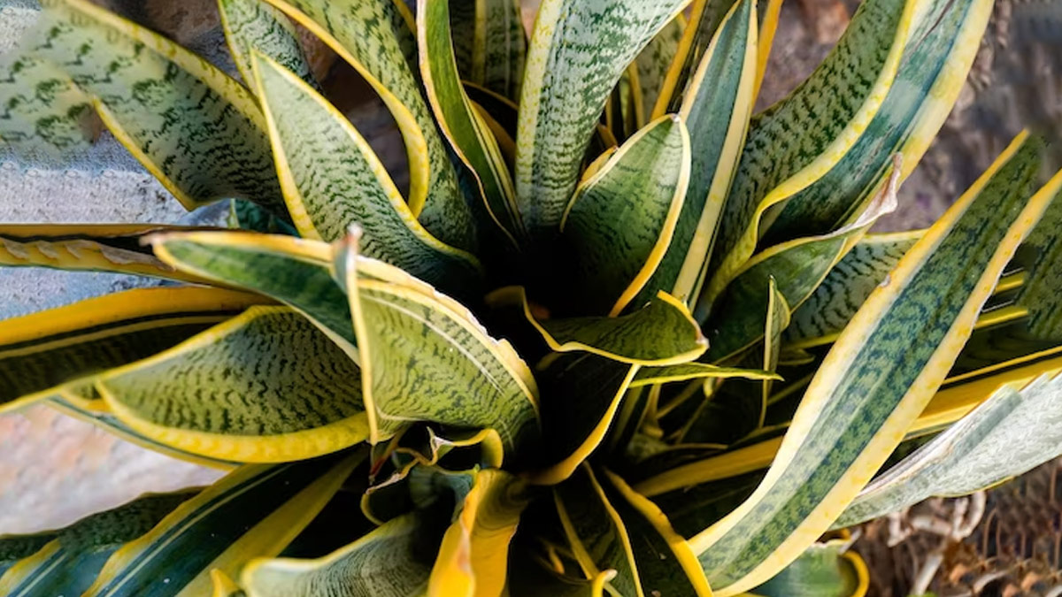 snake plant ke fayde