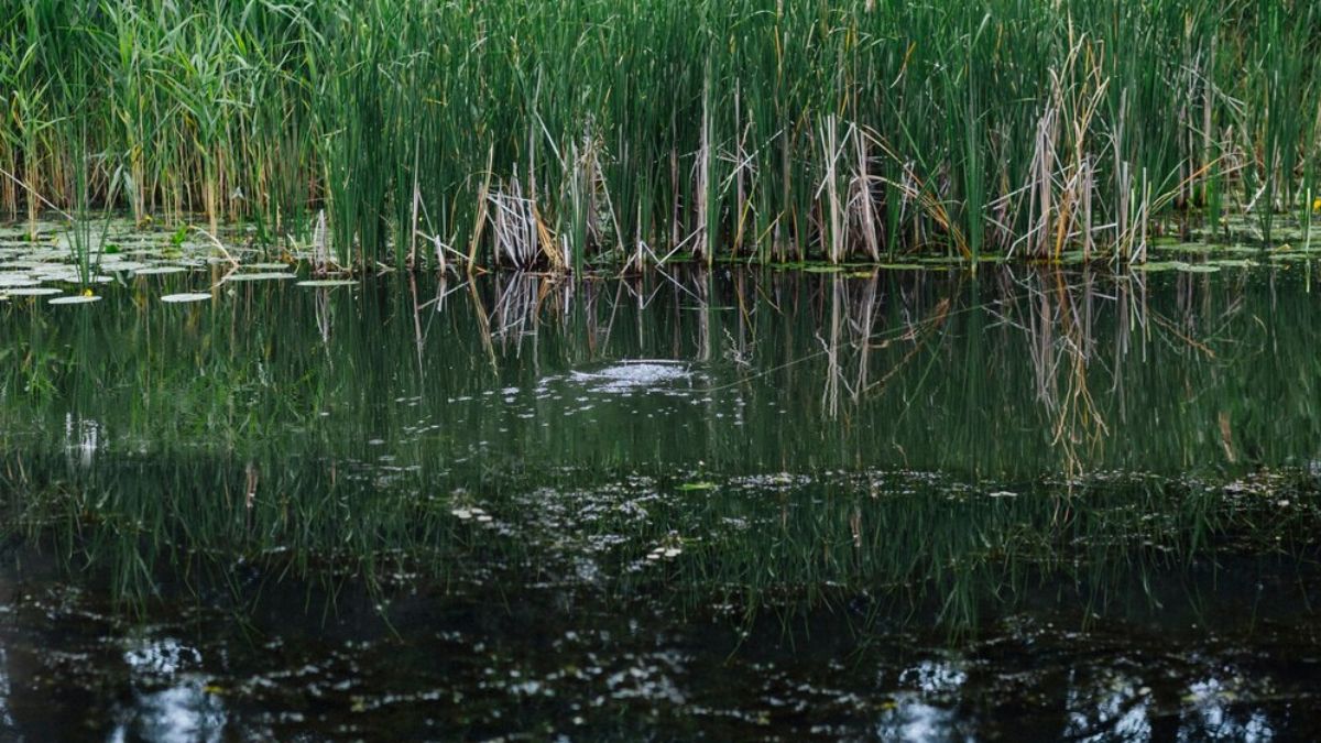 Kerala Boy Dies Of Naegleria Fowleri, Third Death In Two Months: Symptoms, Prevention Of Brain Eating Amoeba