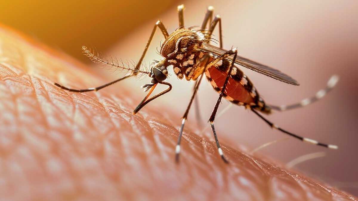 Causes Of Itching In Dengue Fever In Hindi