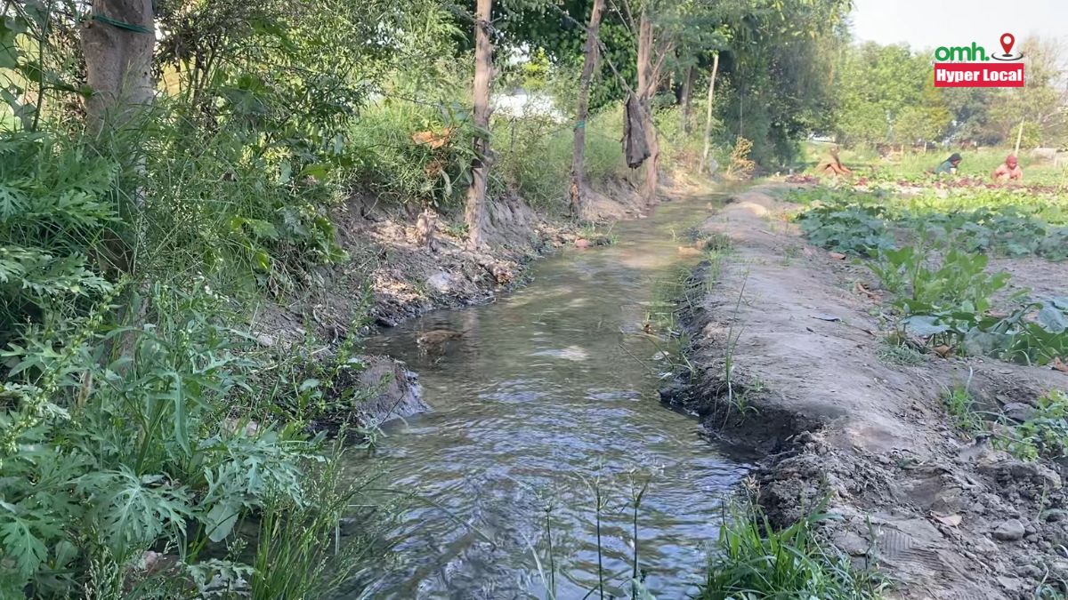 OMHHyperLocal: Lack Of Regulations, Unorganised Farming Contaminating Delhi Vegetables? Answers ICAR Scientist