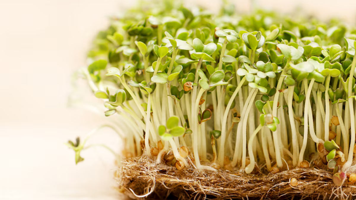 Health Benefits Of Eating One Tablespoon Methi Sprouts Every Morning