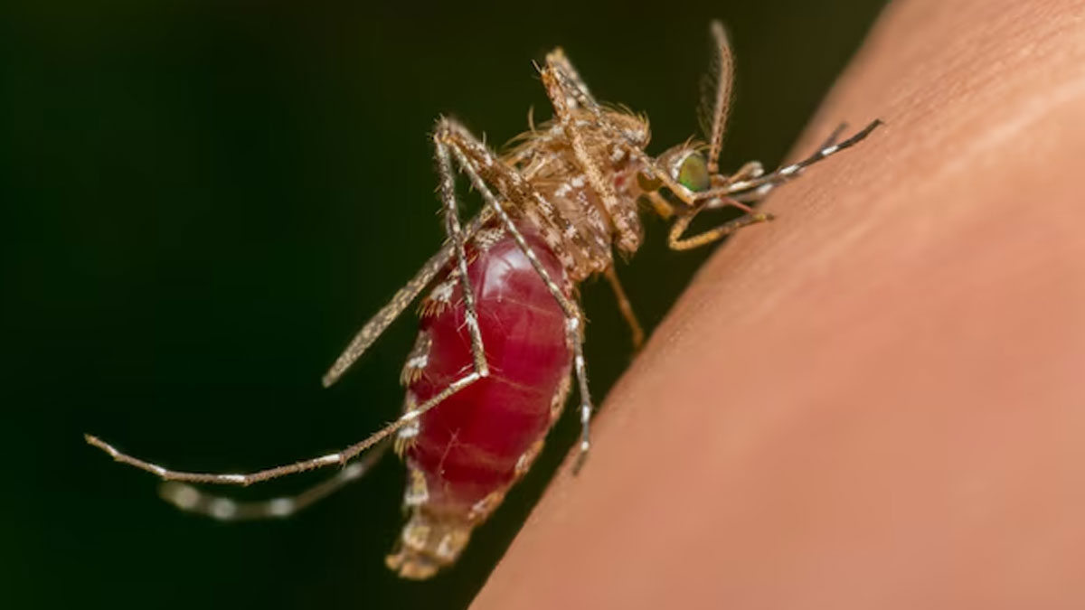 How Long Does It Take For Chikungunya To Recover In Hindi