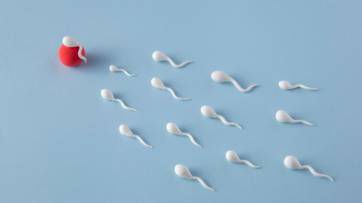sperm count
