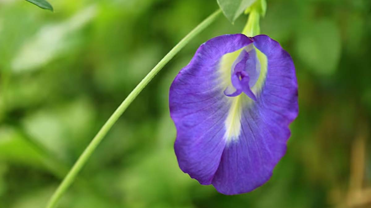 aprajita