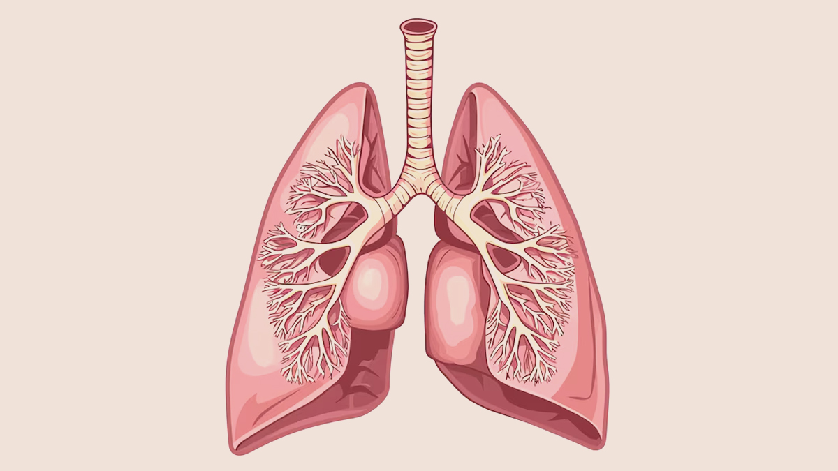 lungs