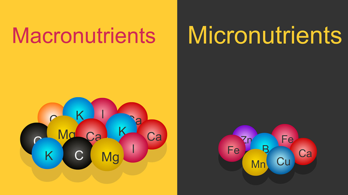 micronutrients-macronutrients