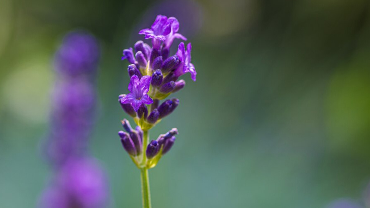 How Chasteberry Helps Manage Hormonal Imbalance In Women