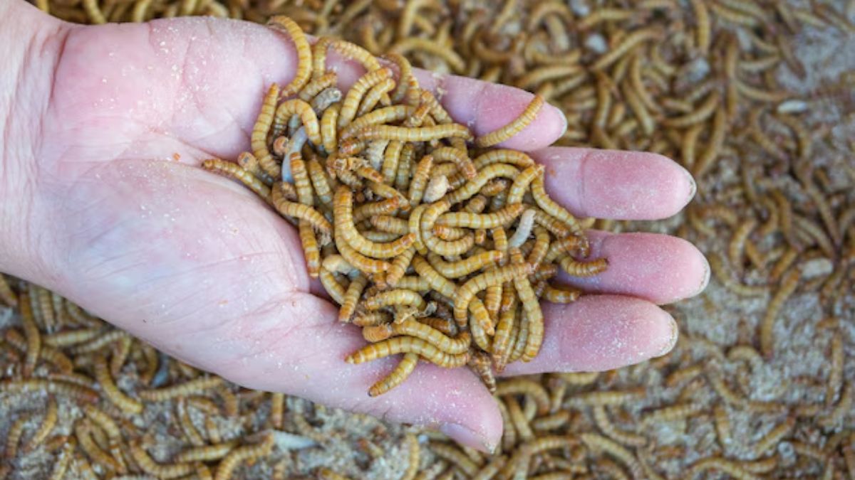 Experts Claim Insects As Best Source Of Dietary Protein: But Should You Try It?