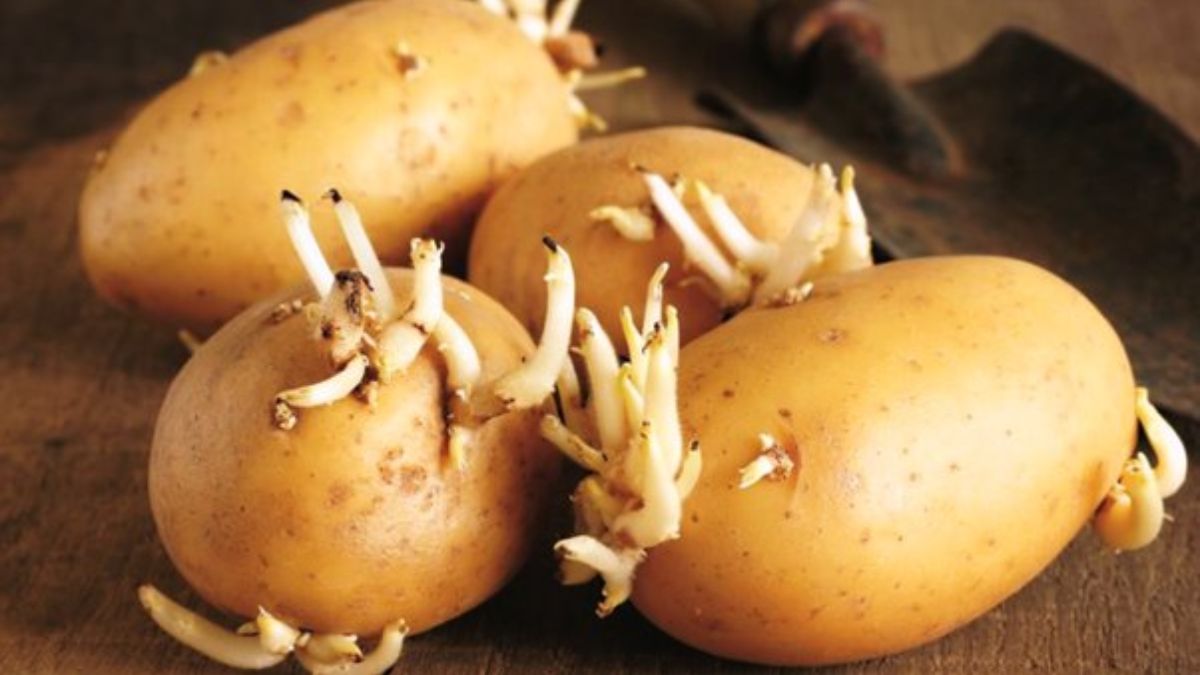 Should You Eat Sprouted Potatoes? These Health Risks Signify Why It's Best To Avoid