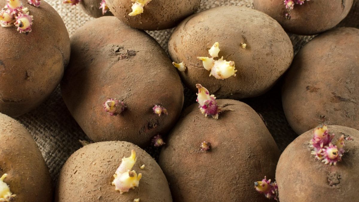 Should You Eat Sprouted Potatoes? These Health Risks Signify Why It's Best To Avoid