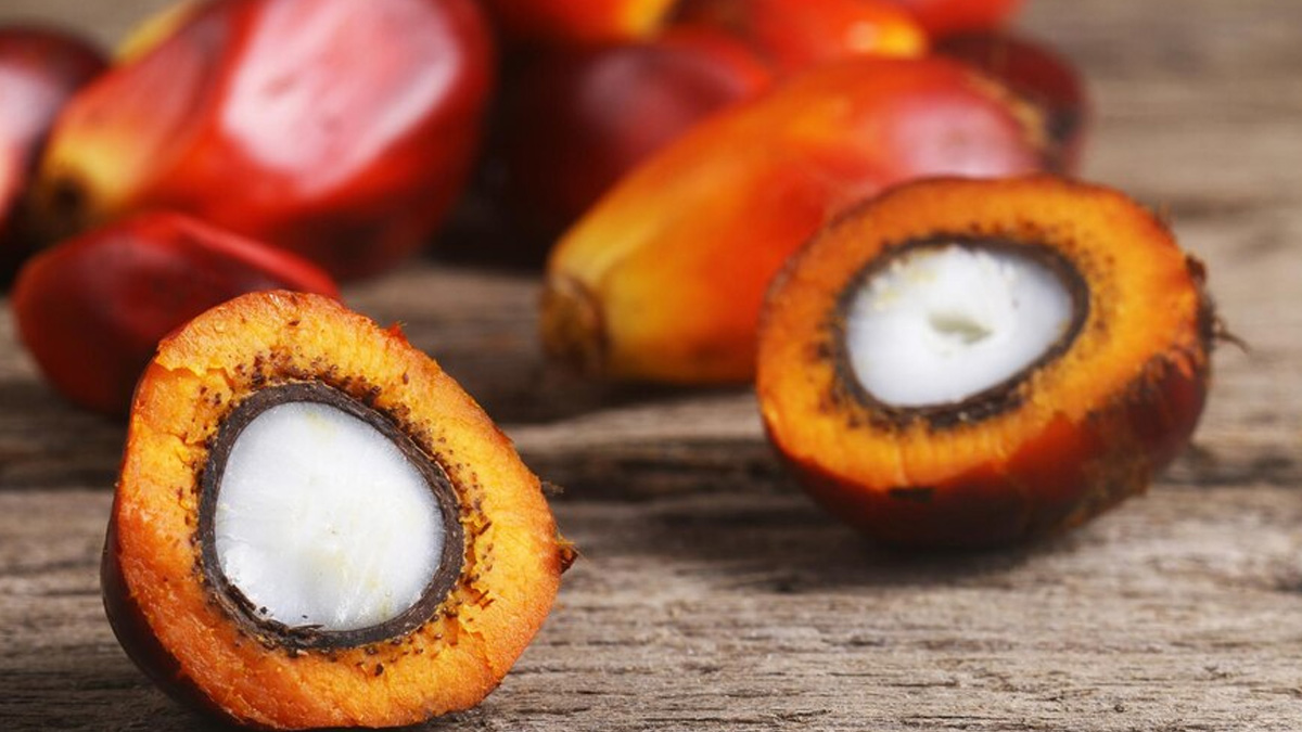 How To Use Batana Oil For Hair Fall And Alopecia