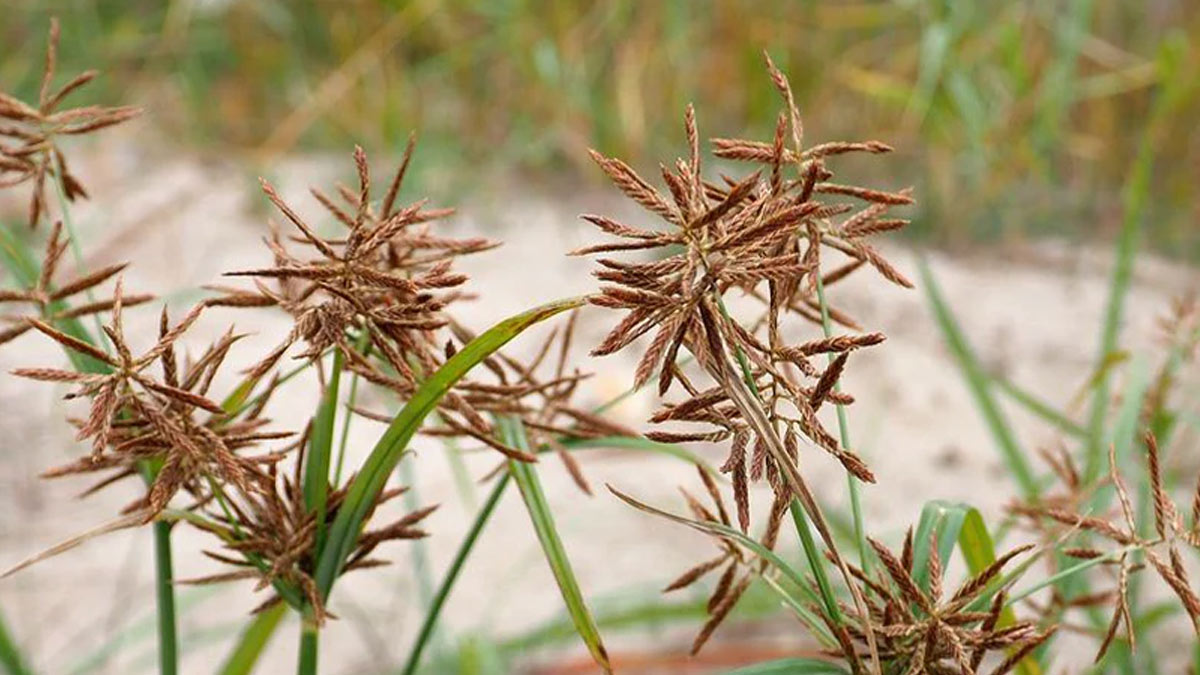 Motha-grasss-for-skin-ins