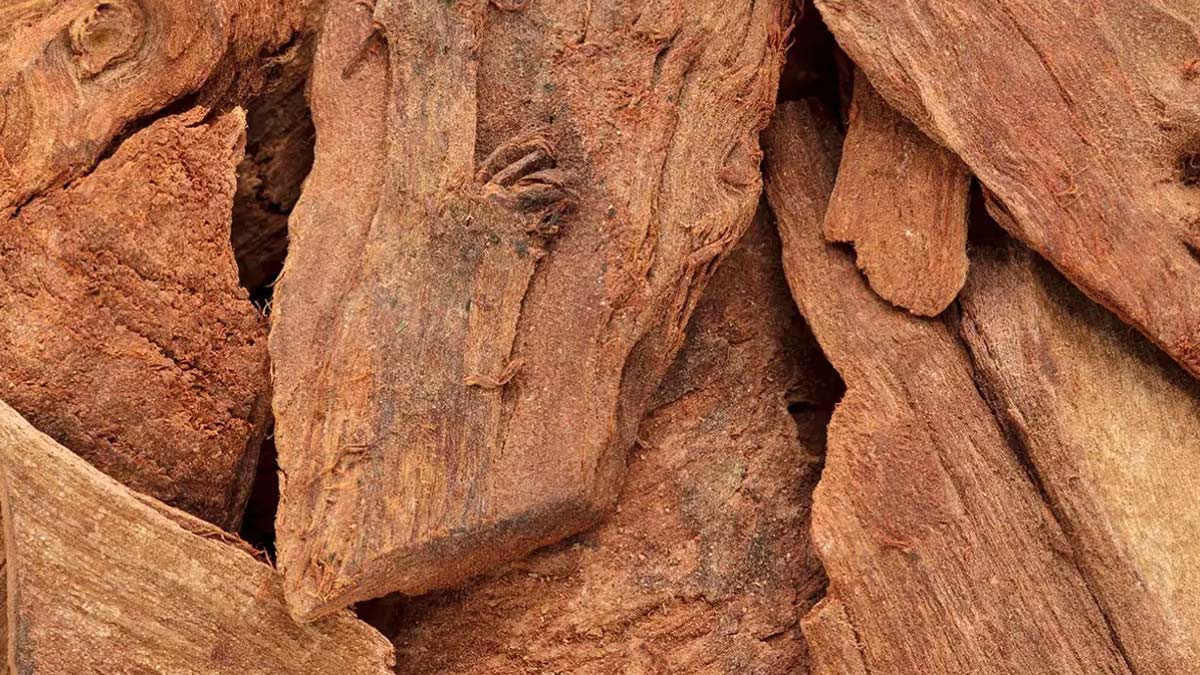 Expert Shares Health Benefits Of Arjuna Bark And Ways To Use It