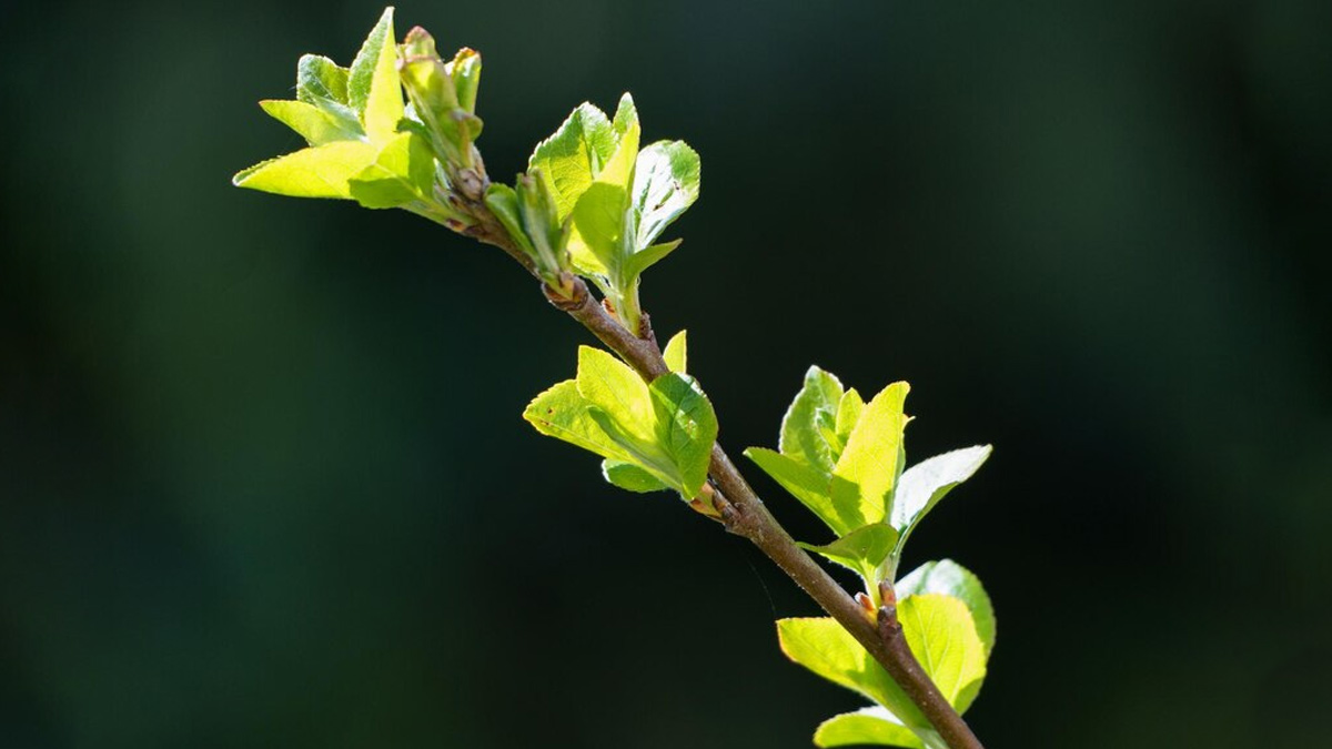 Here Are 7 Tips To Use Tulsi Leaves On An Empty Stomach