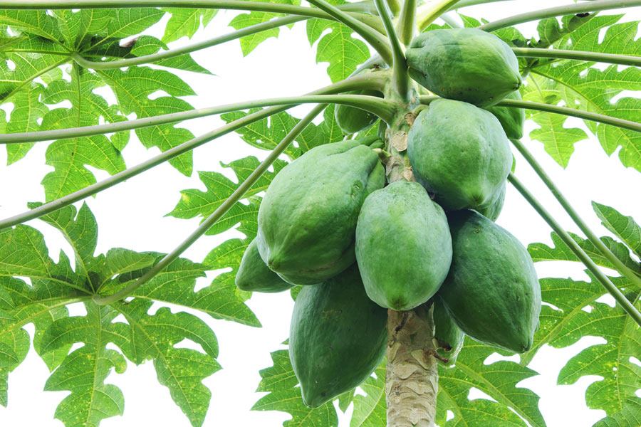 raw papaya