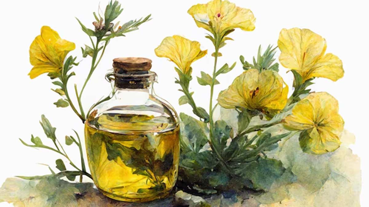 evening primrose oil benefits