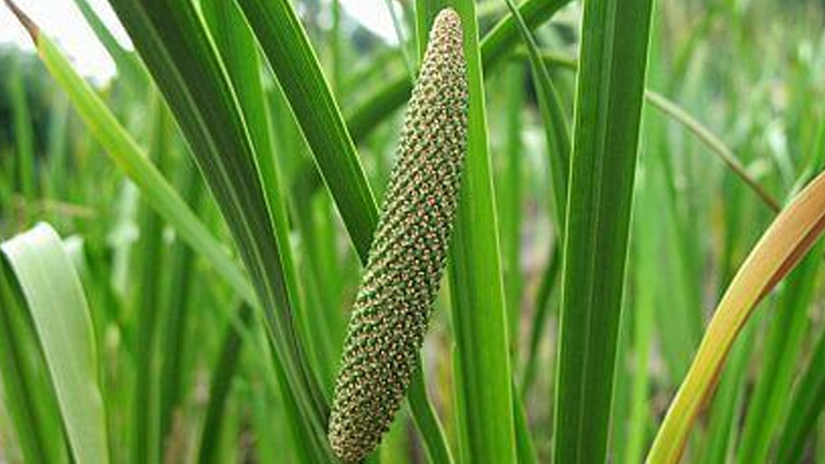 Benefits Of Vacha For The Nervous System: Expert Shares How To Use This Herbal Remedy