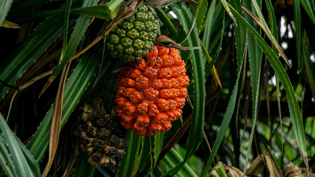 Did You Know About These 10 Amazing Benefits Of Kewra Water?