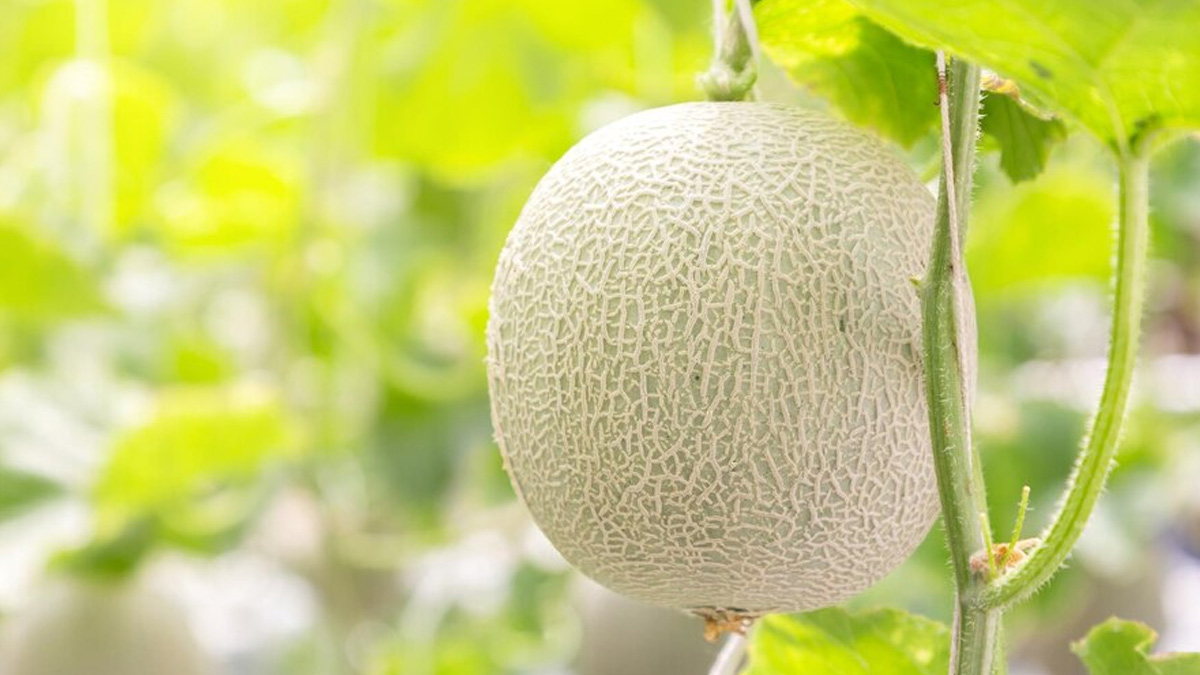 musk melon