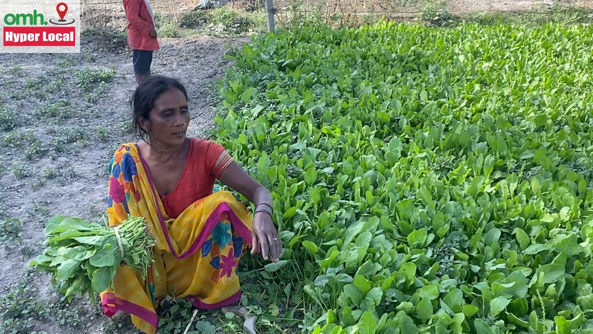 #OMHHyperLocal: Lab Report Confirms Heavy Metals In Yamuna Bank Vegetables, Doctor Shares Its Side Effects