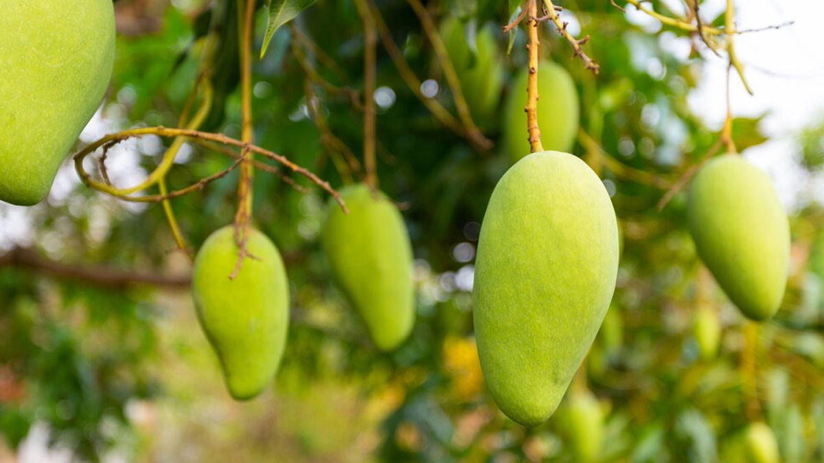 Experts Share Which Is A Better Option For Your Health: Ripe Or Unripe Mango