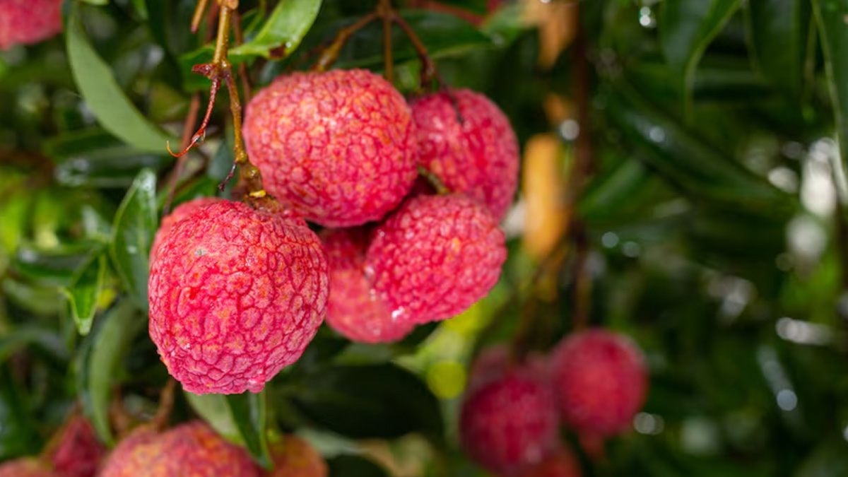 lychee