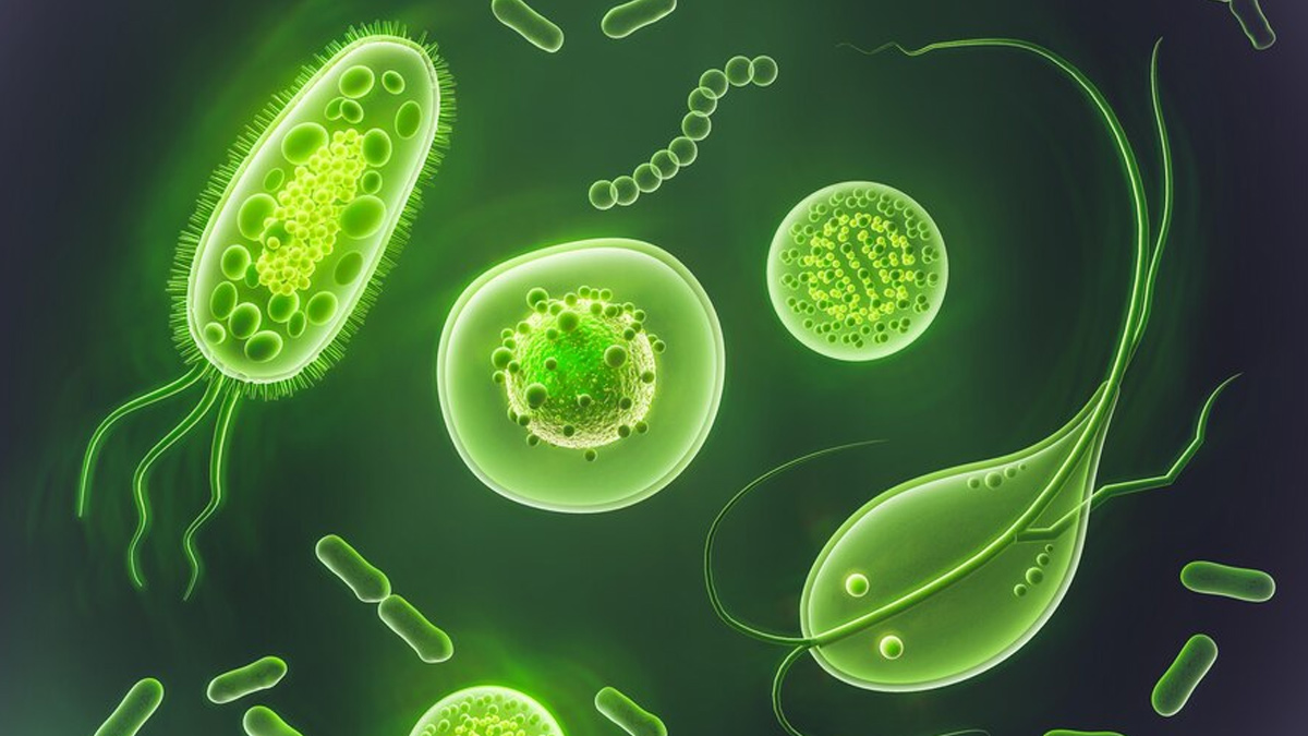 In A Call To Action Against Drug-Resistant Infections, WHO Updates Its Bacterial Priority Pathogens List