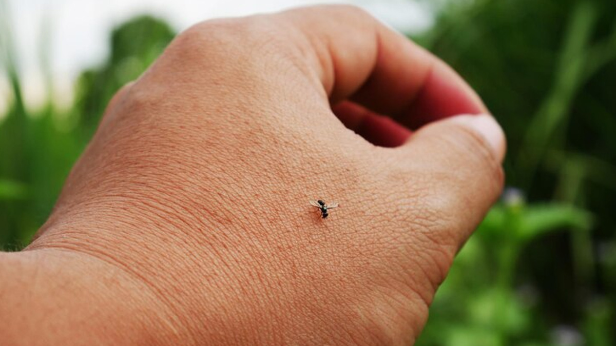 Found Unexplained Itchy Marks on Your Body? Here's How You Can Identify an Insect Bite