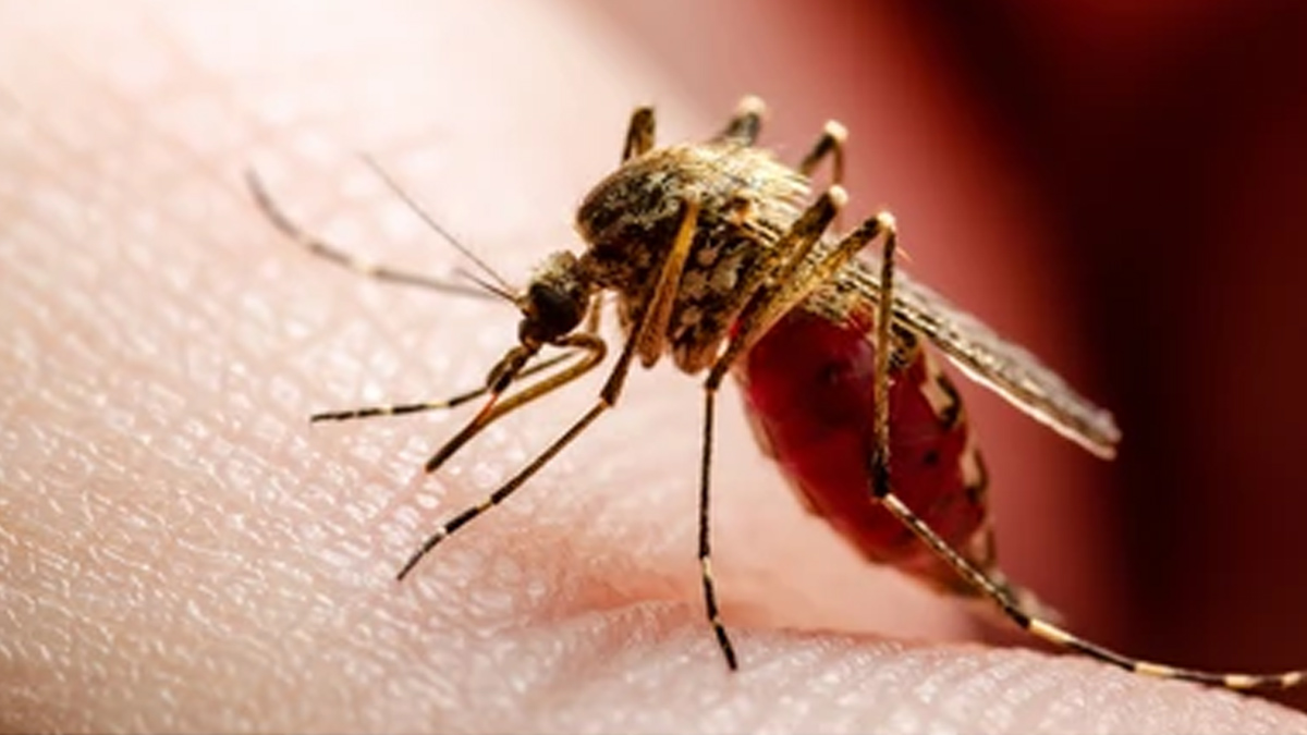 Rising Cases of Leishmaniasis in Jammu & Kashmir: Here’s What You Need To Know About This Parasitic Disease