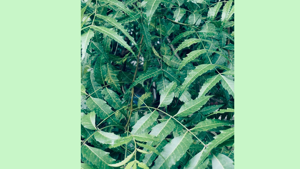 neem-inside