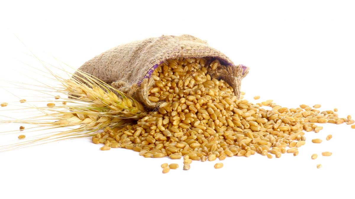 khapli wheat benefits