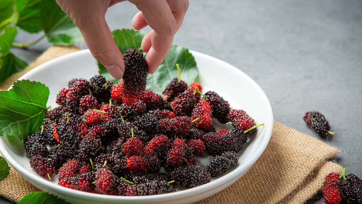 Mulberry Benefits in Kidney Stone in Hindi
