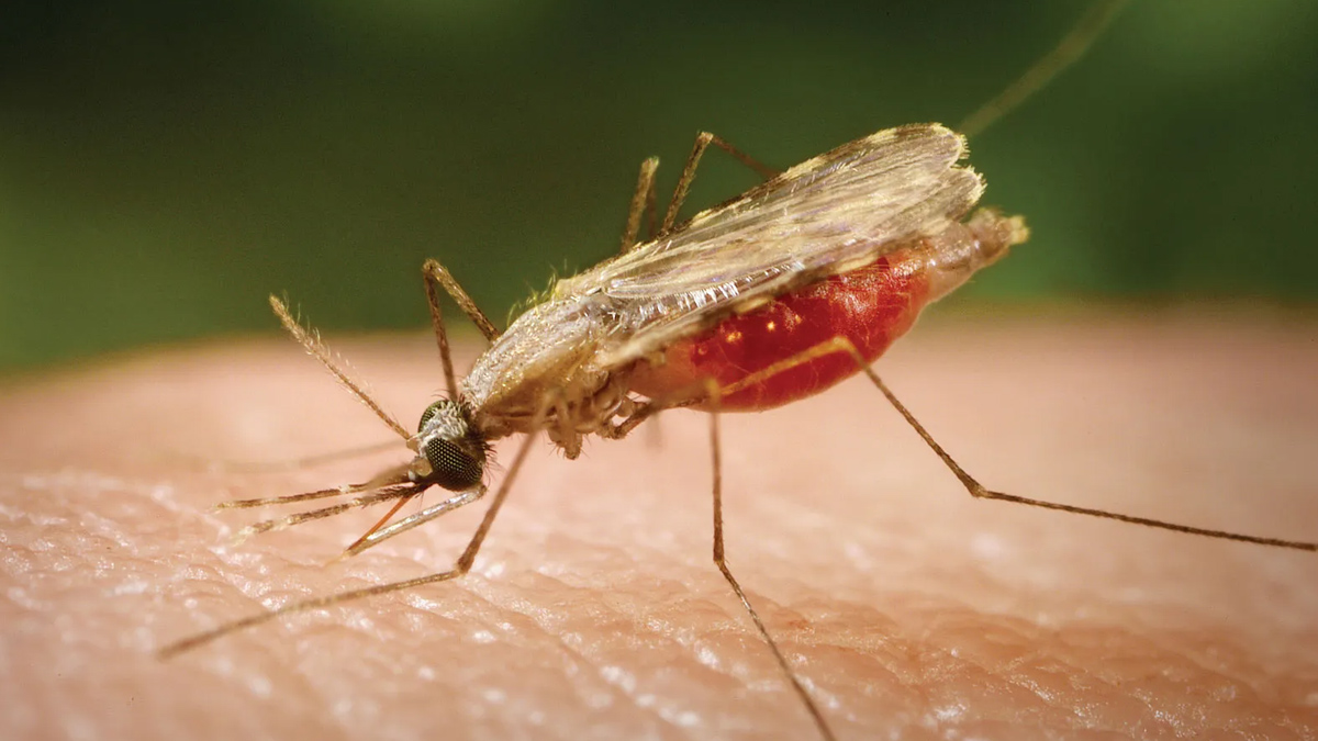 Malaria