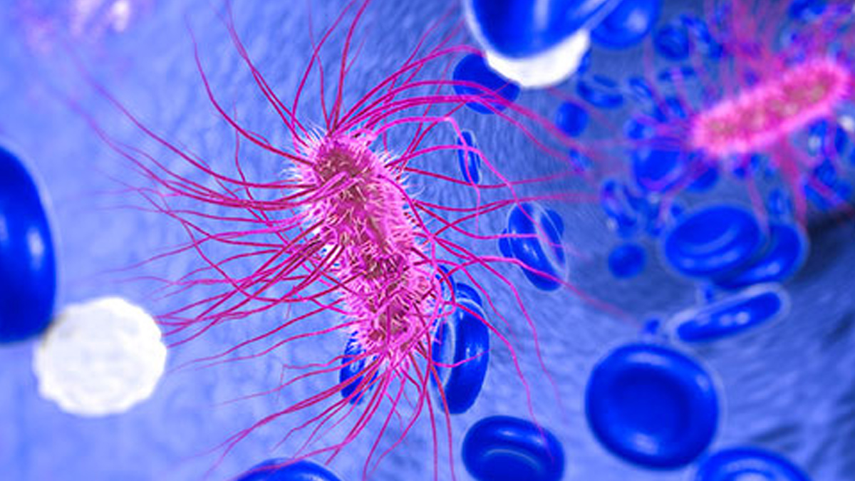 E.coli