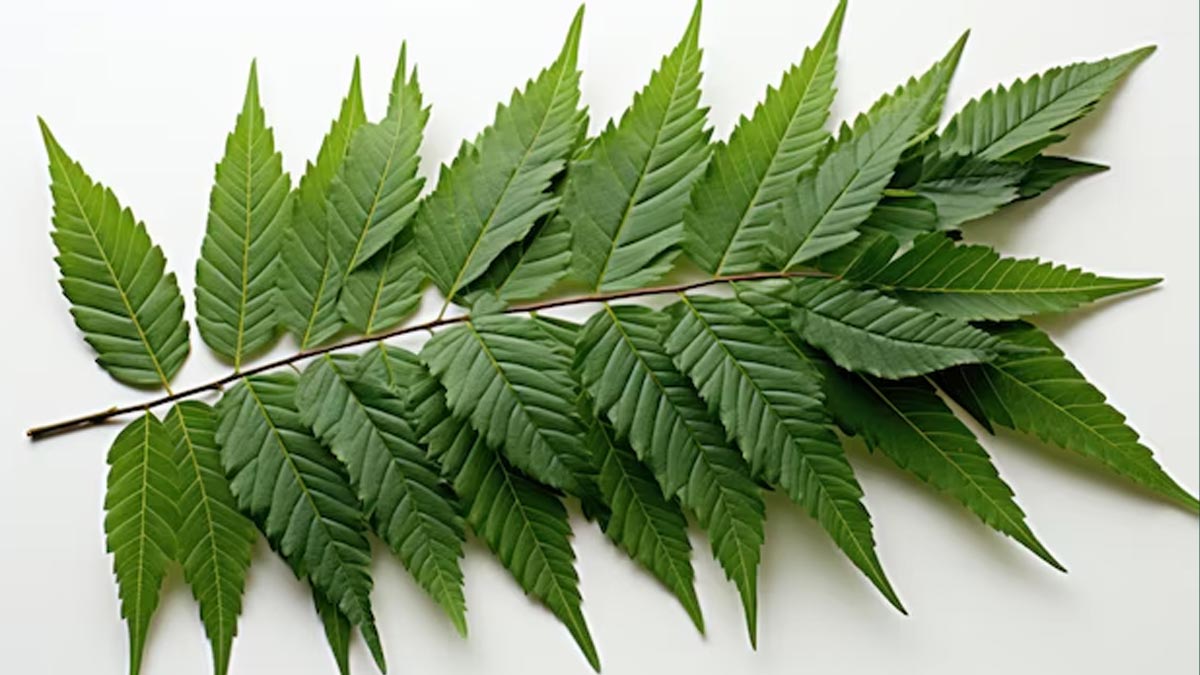 neem benefits for teeth