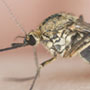 How does a Mosquito spread Malaria?