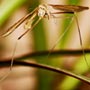 Effect of Climate Change on Malaria Transmission