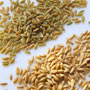 Wheat Debate about losing Weight