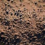 Soil Bacteria help Kill Cancer Tumours