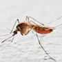 Ayurveda Treatment for Malaria