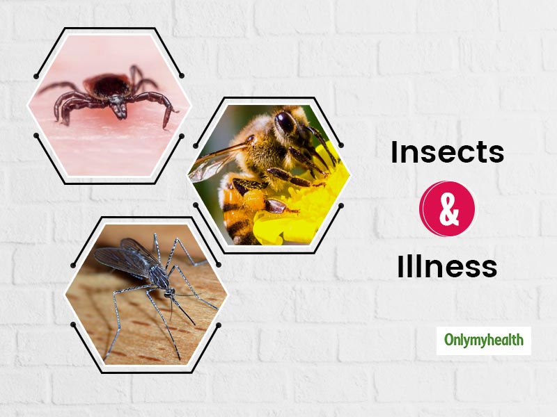 World Mosquito Day 2020: Beware, These 3 Insects Can Make You Sick. Know Tips To Prevent